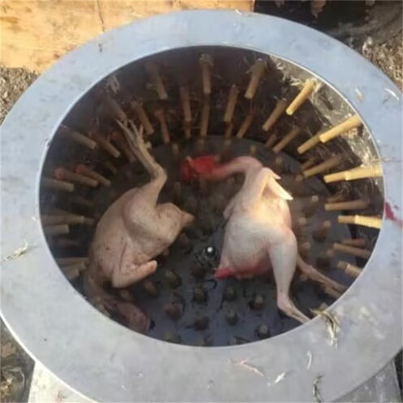 Chicken Plucker Machine - Nova codorna pombos pássaro máquina de
